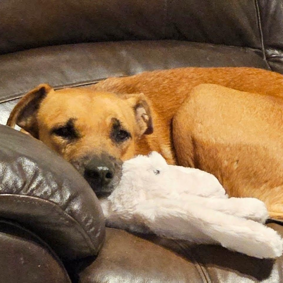 Toffee — thumbnail 5