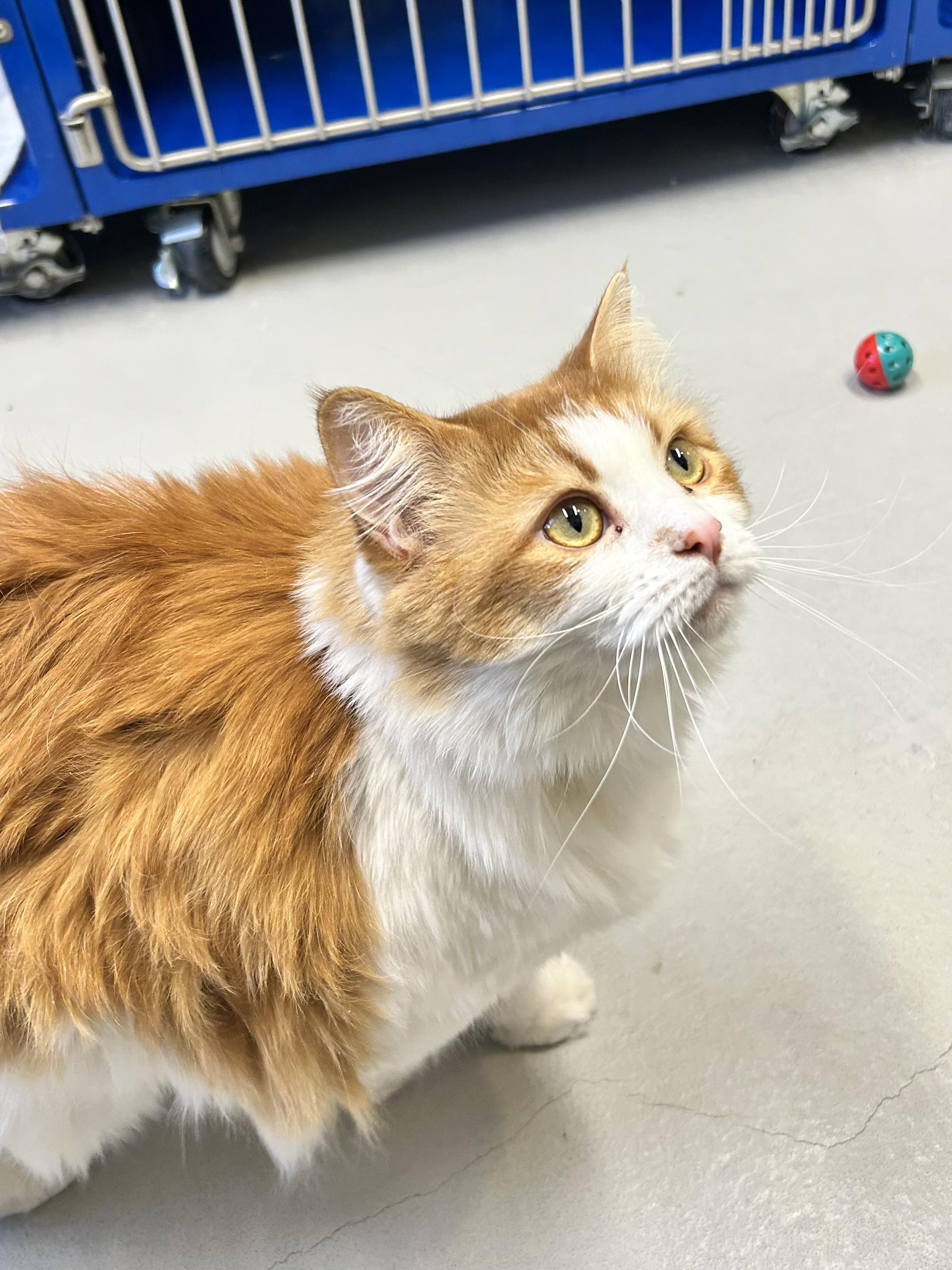 Enlarge Sassy, a Adoptable Domestic Long Hair in Caledon, ON image 2/2