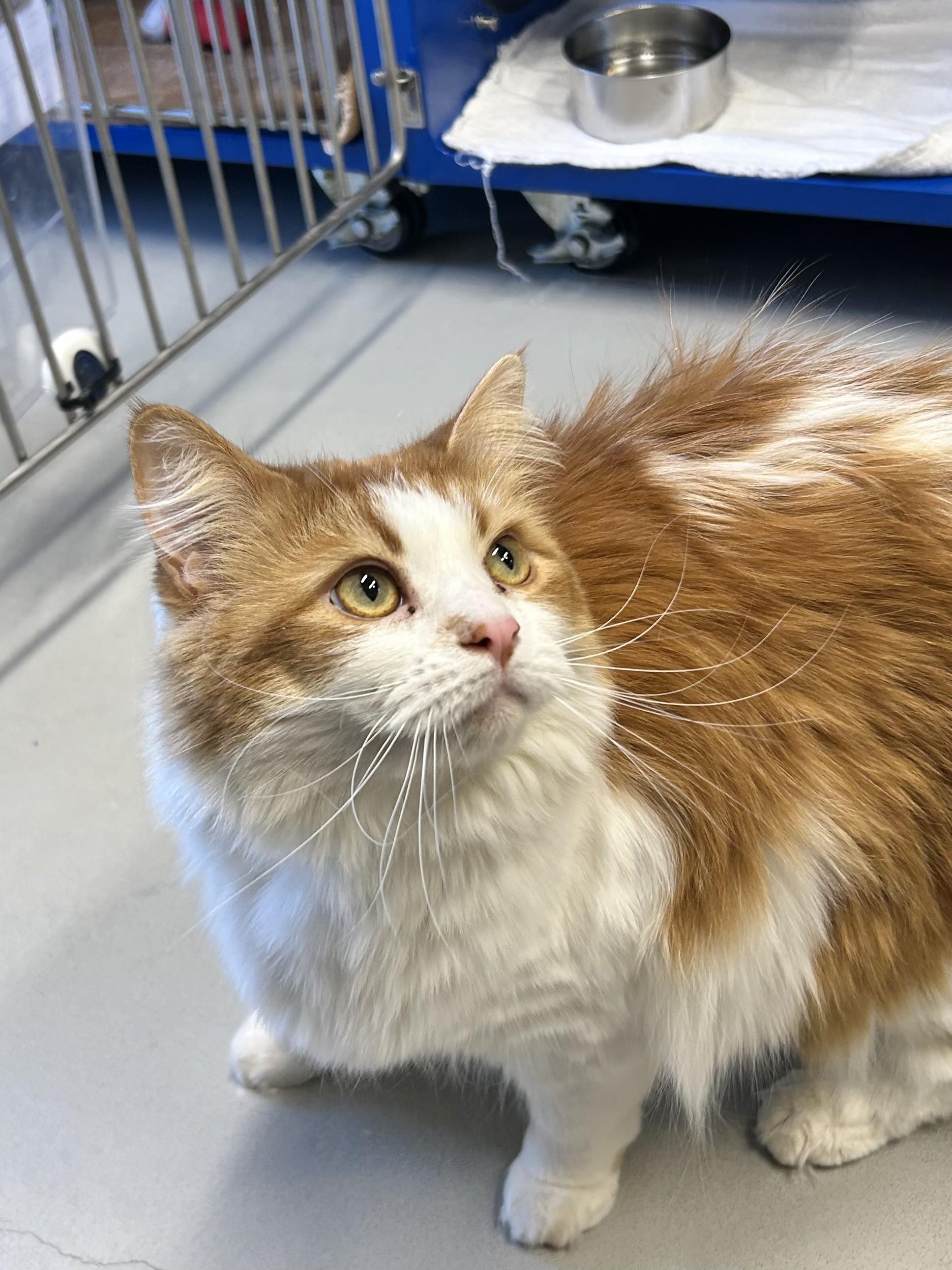 Enlarge Sassy, a Adoptable Domestic Long Hair in Caledon, ON image 1/2
