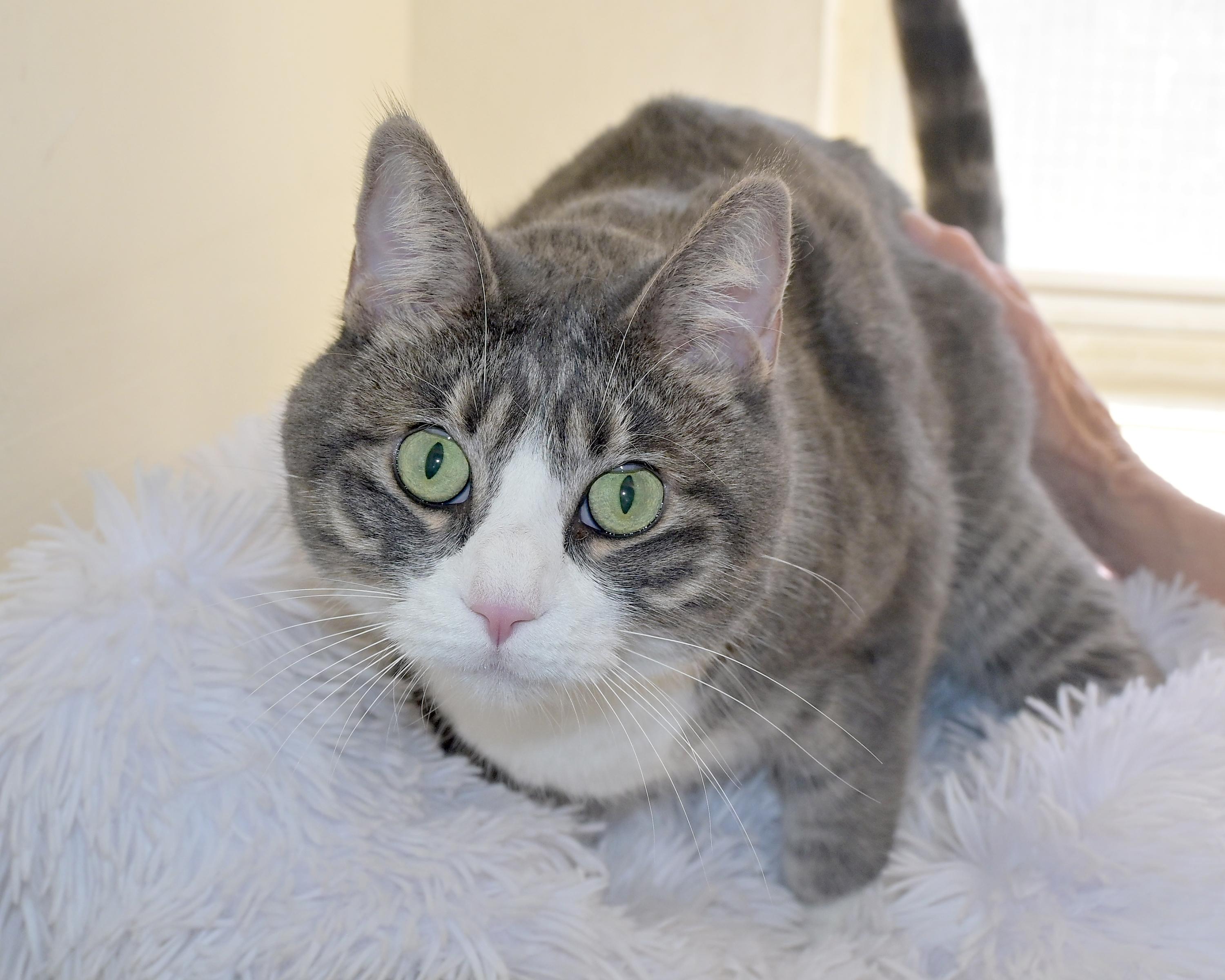 Charley, Adoptable, Adult Female Domestic Short Hair.