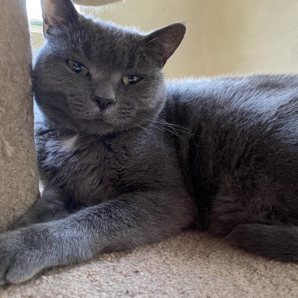 Daphne, a Adoptable Domestic Short Hair in Fredericksburg, VA image 3/4