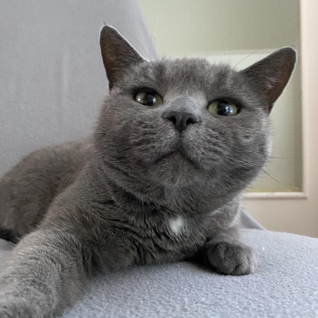 Daphne, a Adoptable Domestic Short Hair in Fredericksburg, VA image 4/4