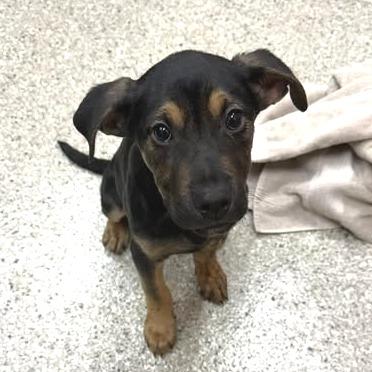 Ridgley, Adoptable, Puppy Male Mixed Breed.