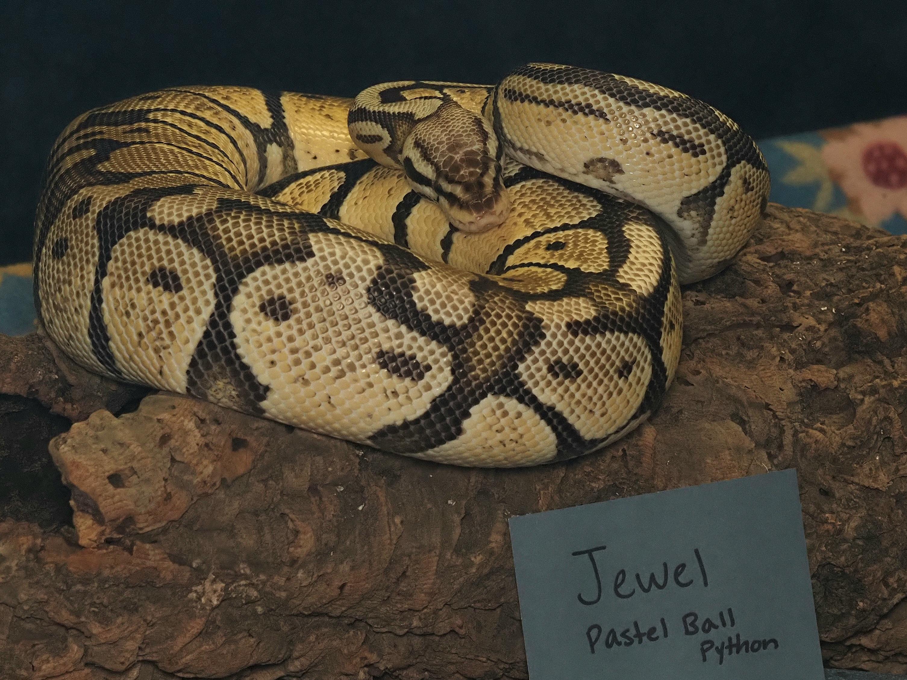 Enlarge Jewel , an adoptable Ball Python in Tacoma, WA image 1/1