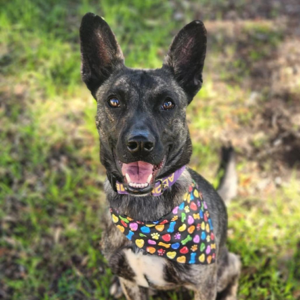 Bailey JuM, Adult Female Cattle Dog