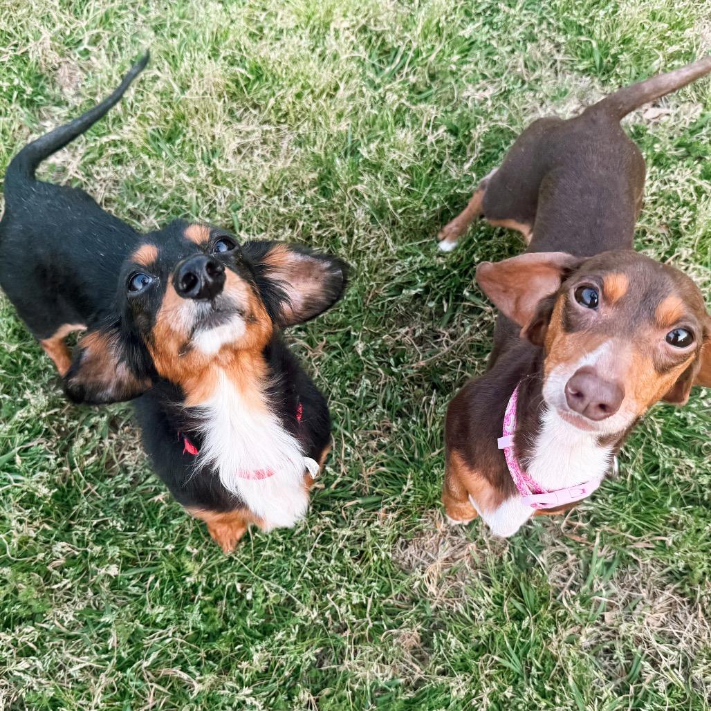 Enlarge Hudson Bay 02-0404, a Adoptable Dachshund (Miniature Long Haired) in Tyrone, GA image 4/5