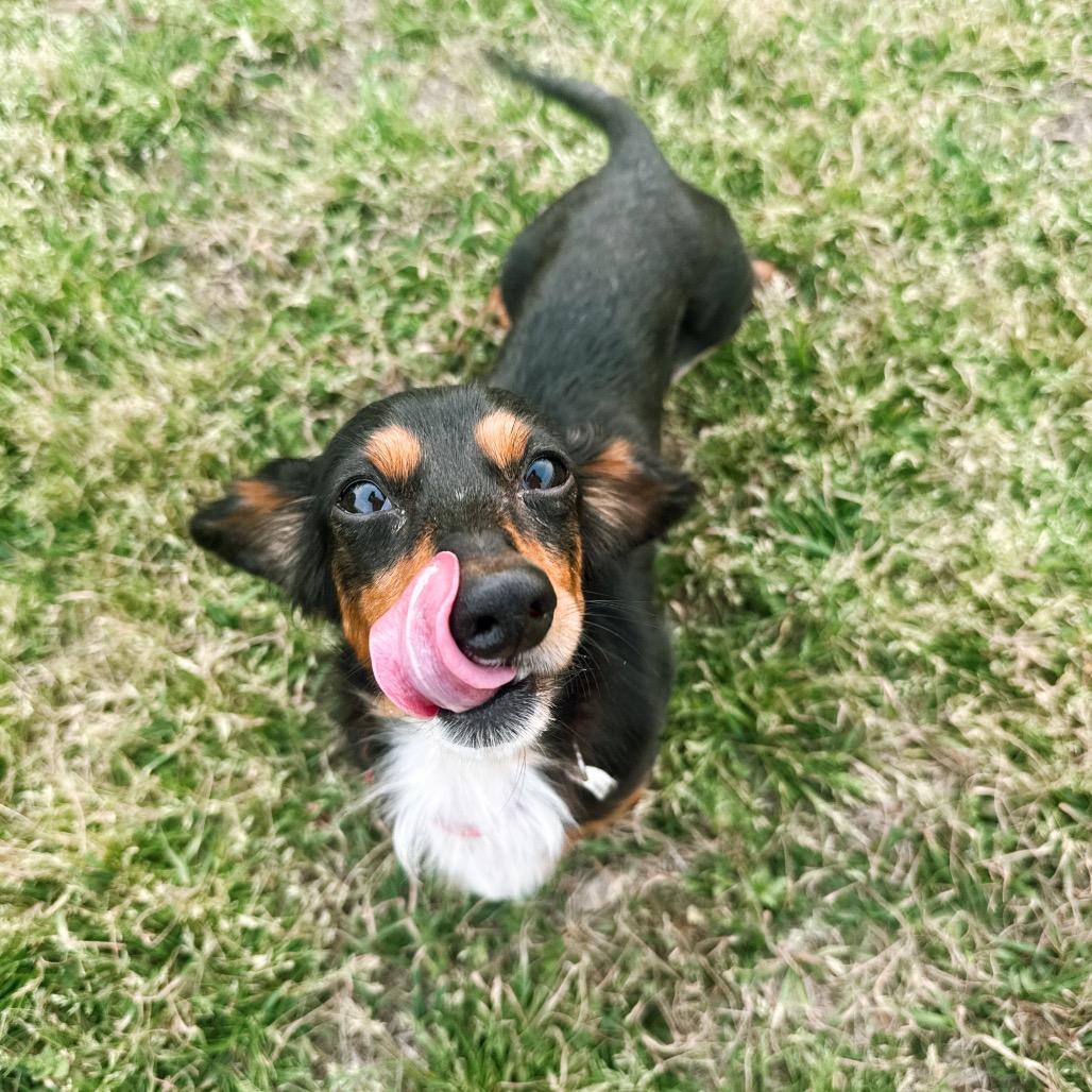 Enlarge Hudson Bay 02-0404, a Adoptable Dachshund (Miniature Long Haired) in Tyrone, GA image 5/5