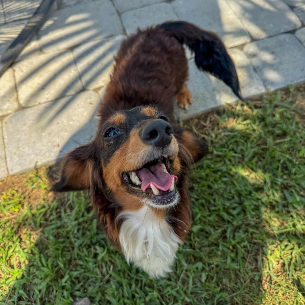 Enlarge Hudson Bay 02-0404, a Adoptable Dachshund (Miniature Long Haired) in Tyrone, GA image 6/6