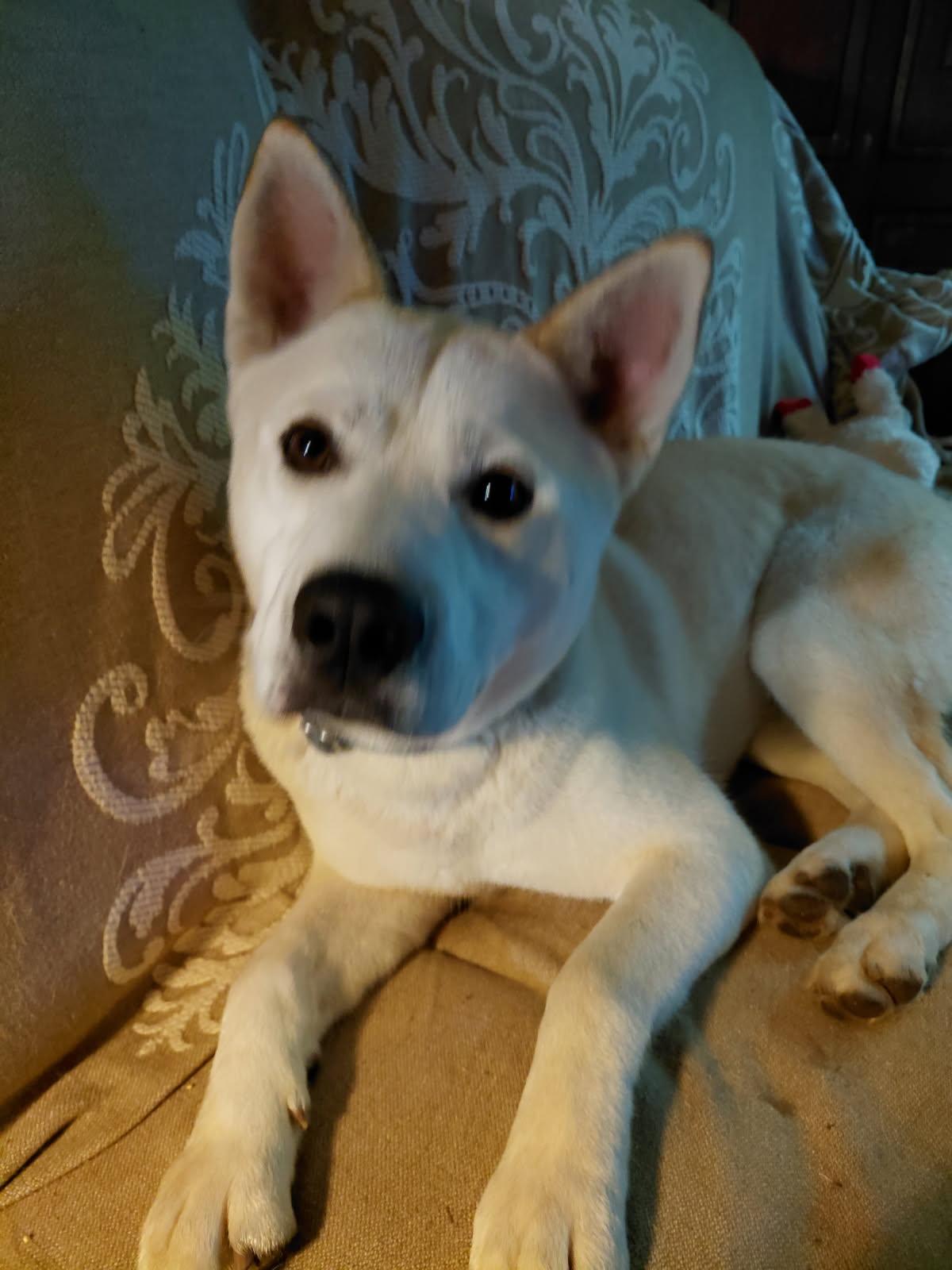 LOX, ADOPTABLE, Young Male Husky & Shepherd.