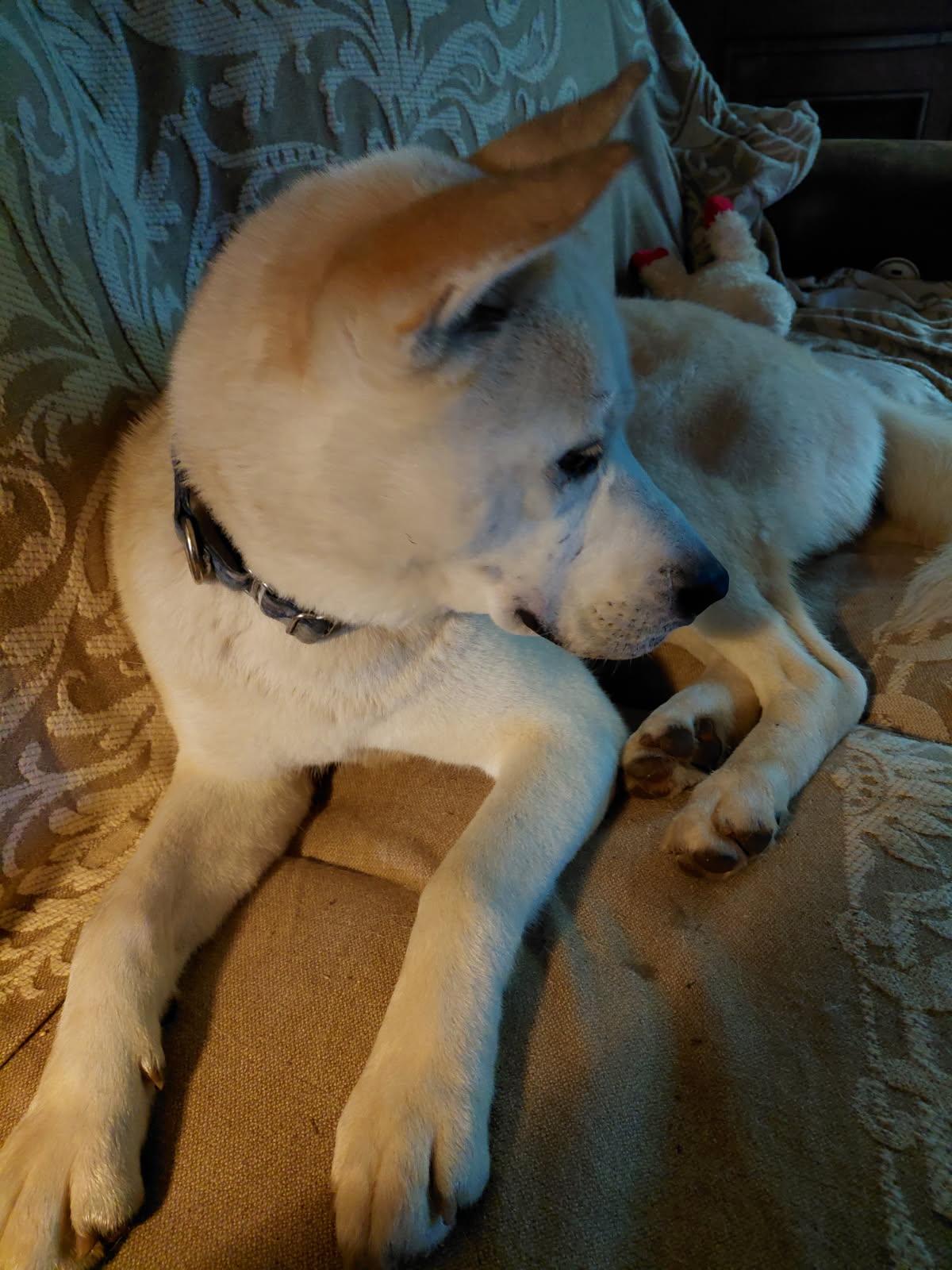 LOX, a ADOPTABLE mixed breed in Millerstown, PA image 2/5