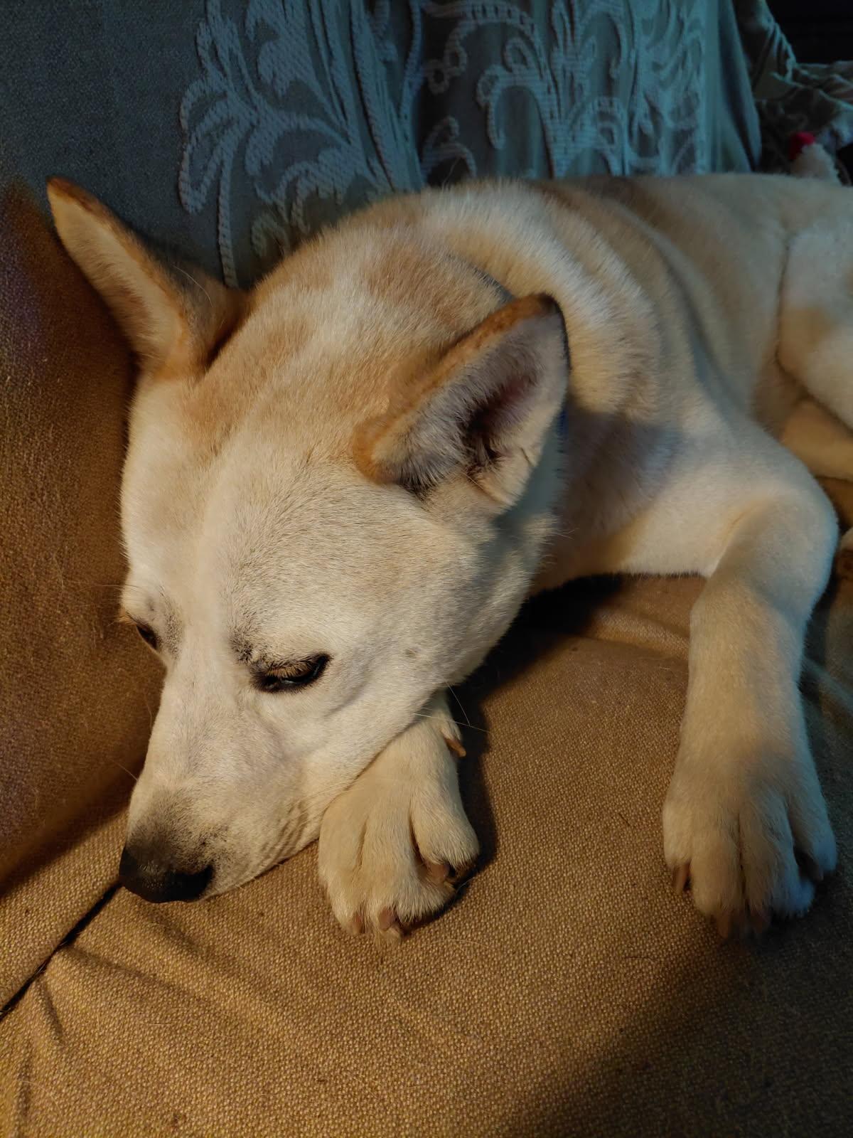LOX, a ADOPTABLE mixed breed in Millerstown, PA image 3/5