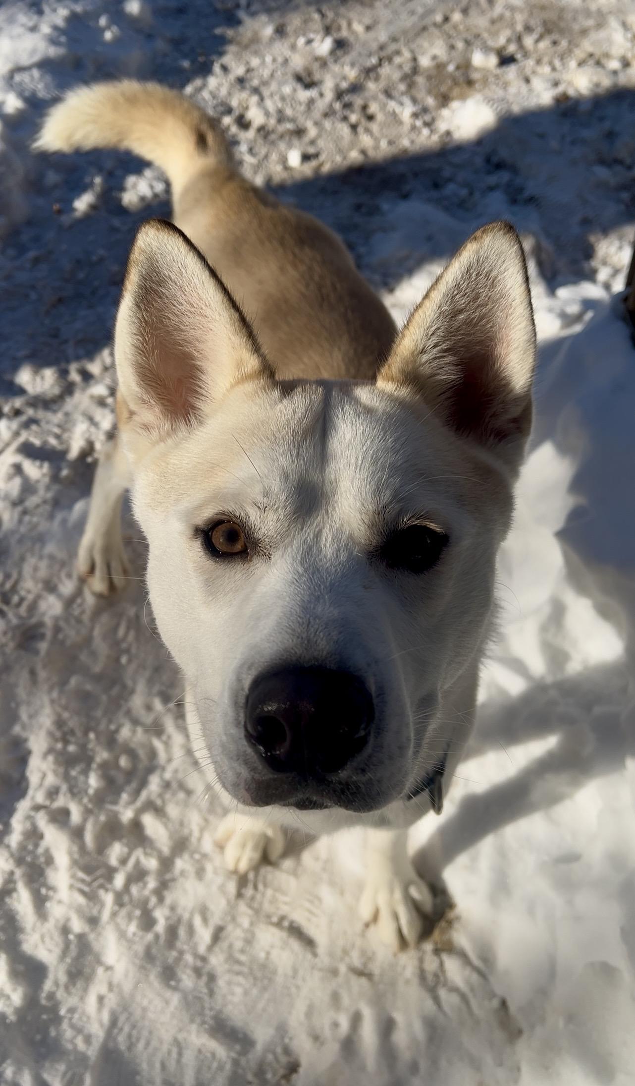LOX, a ADOPTABLE mixed breed in Millerstown, PA image 4/5