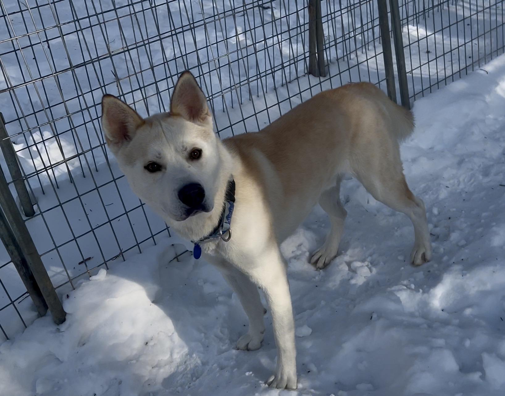 LOX, a ADOPTABLE mixed breed in Millerstown, PA image 5/5