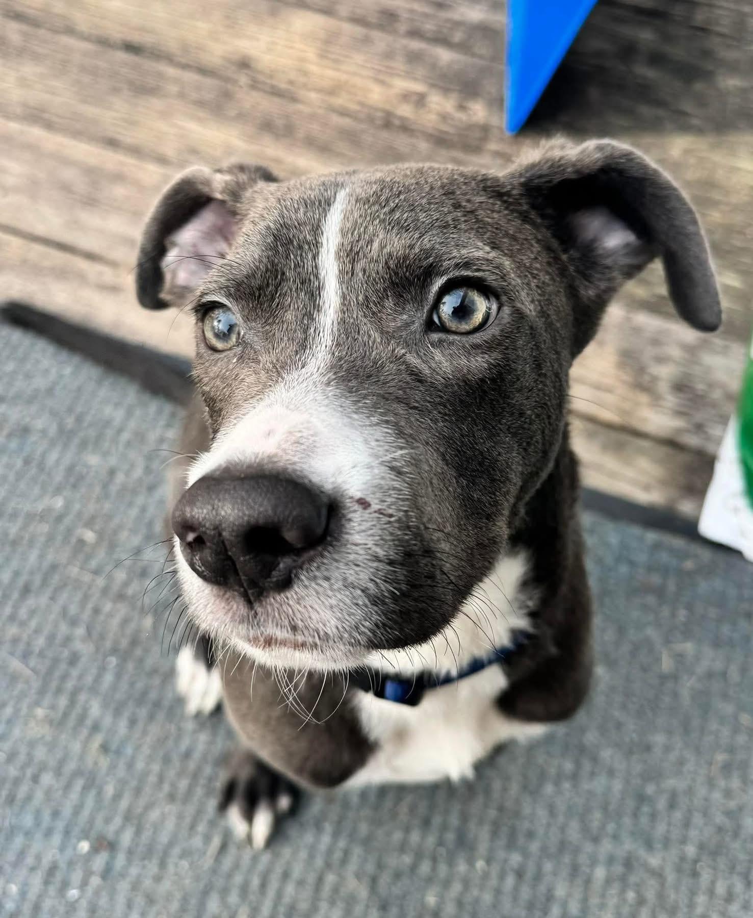 Enlarge Airhead, a ADOPTABLE mixed breed in Brooks, ME image 2/2