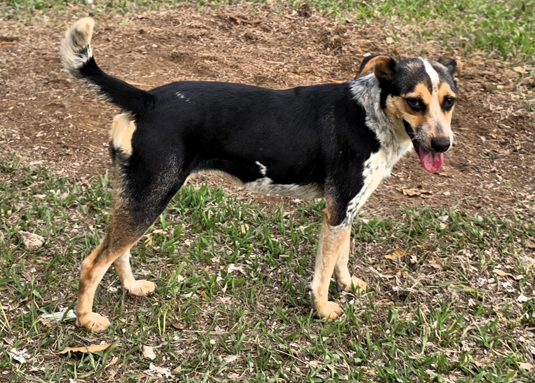 Selena, ADOPTABLE, Adult Female Rat Terrier.