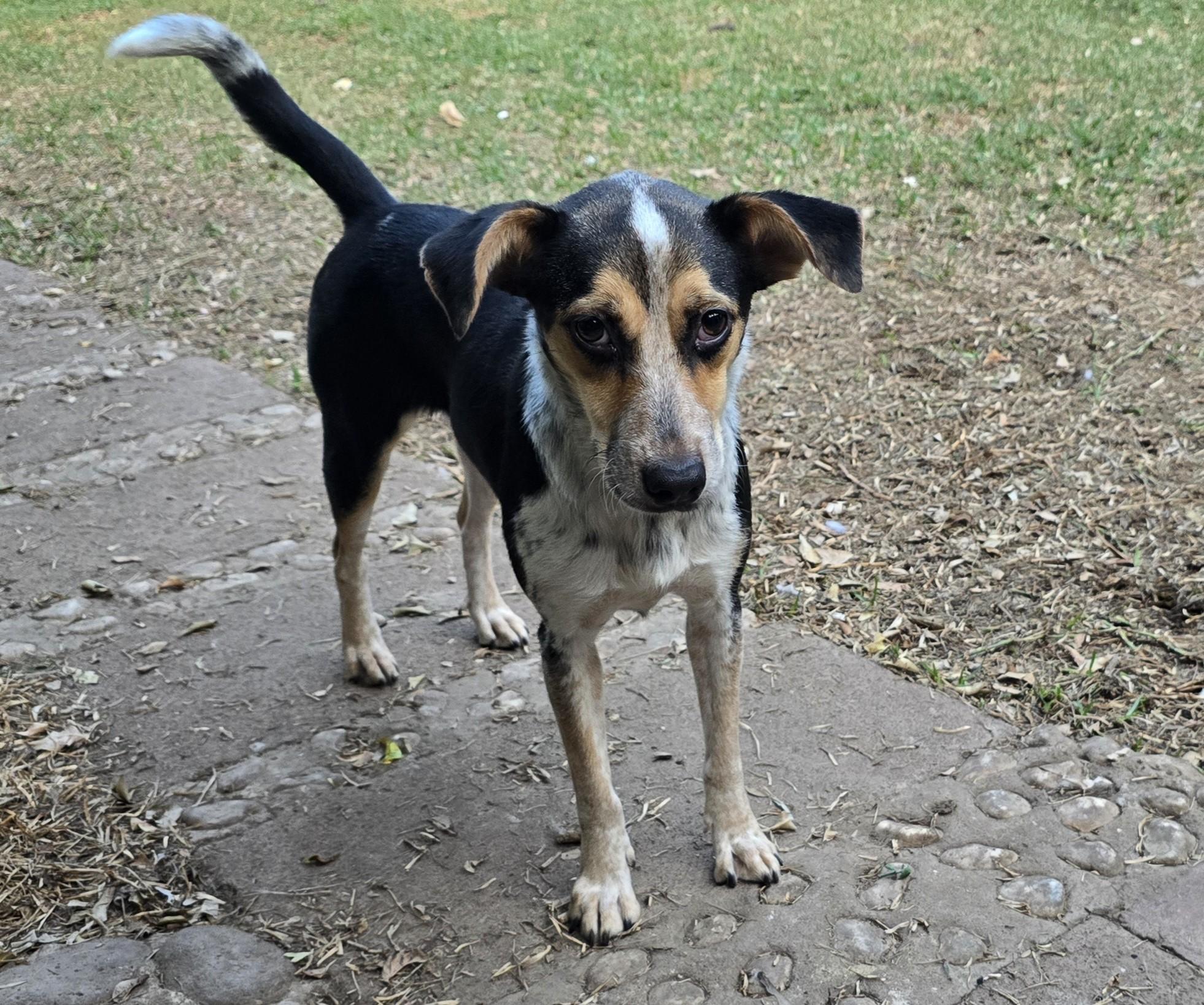 Enlarge Selena, a ADOPTABLE mixed breed in San Francisco, CA image 1/1