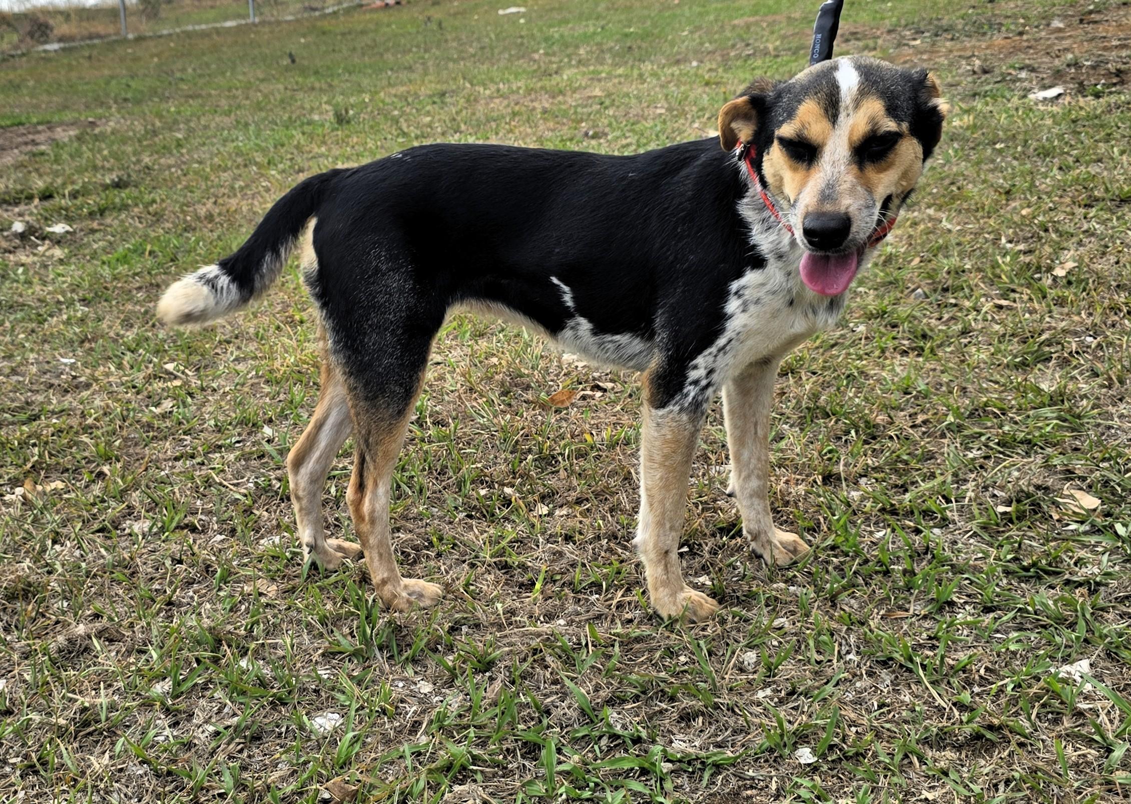 Enlarge Selena, a ADOPTABLE mixed breed in San Francisco, CA image 2/3