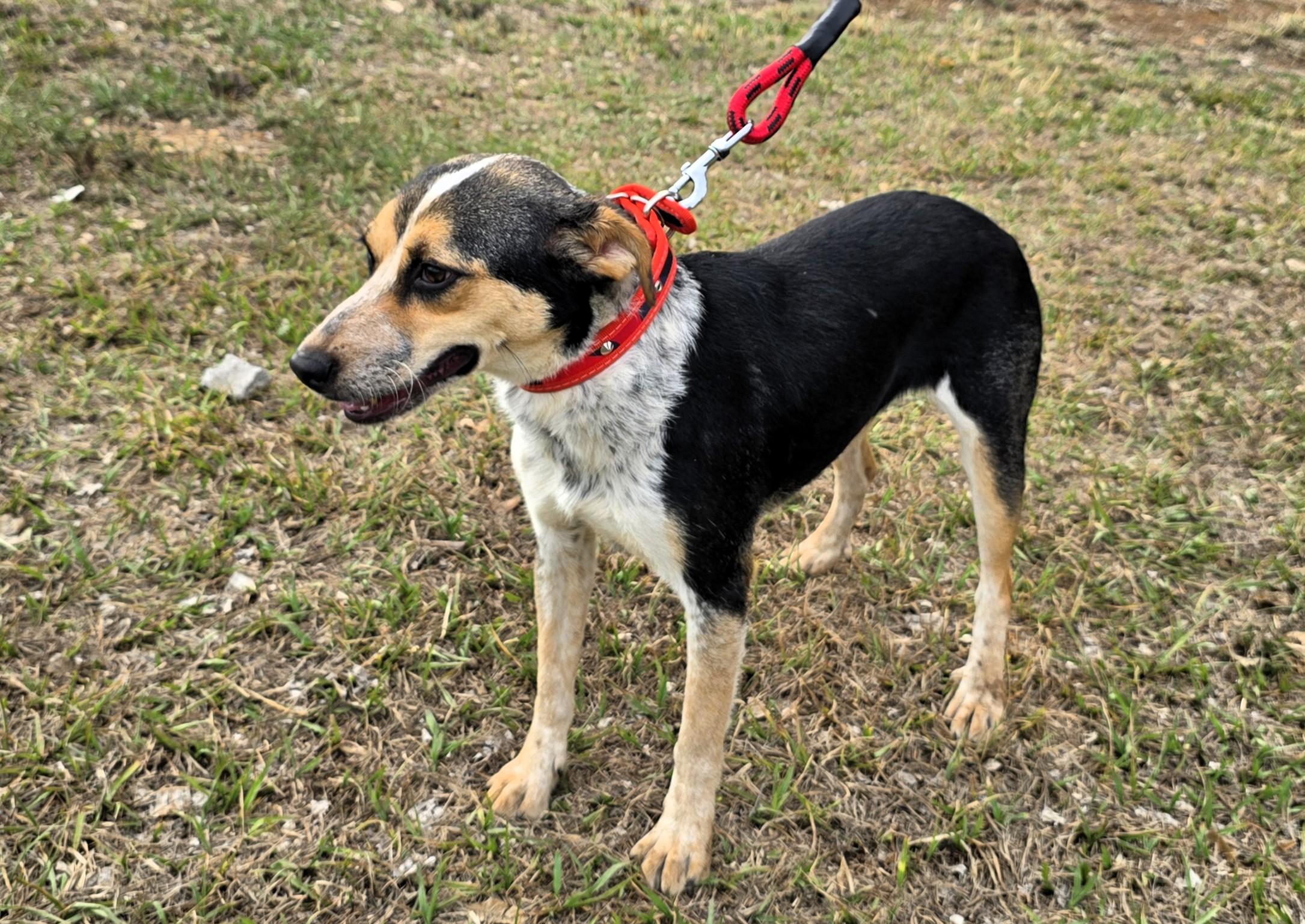 Enlarge Selena, a ADOPTABLE mixed breed in San Francisco, CA image 3/3