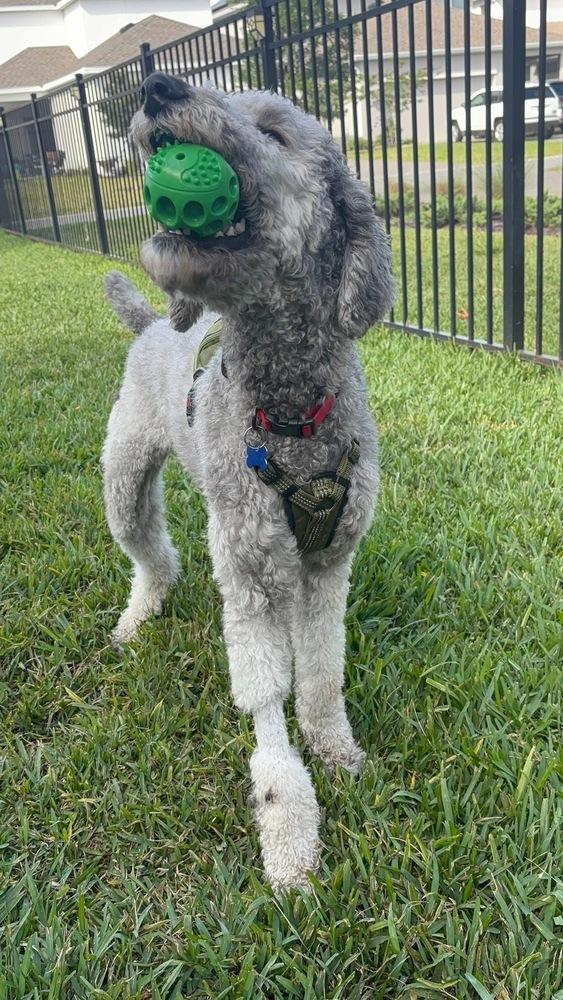 Jimmy, Adoptable, Adult Male Poodle.