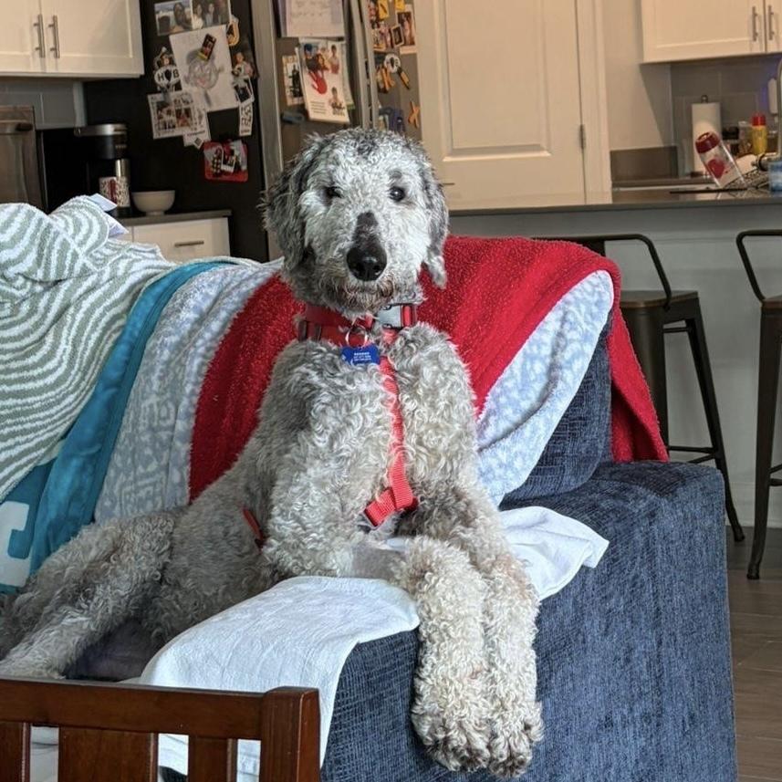 Enlarge Jimmy, a Adoptable Poodle in Orlando, FL image 2/6