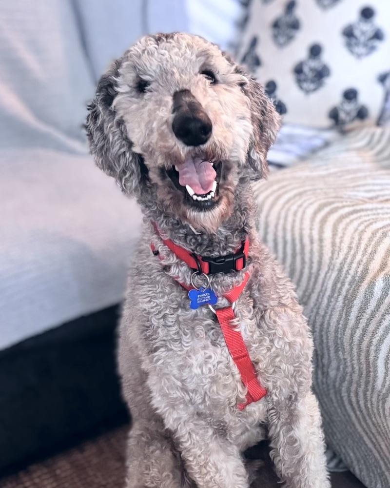 Enlarge Jimmy, a Adoptable Poodle in Orlando, FL image 3/6