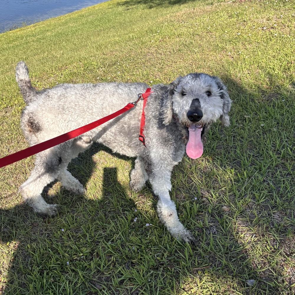 Enlarge Jimmy, a Adoptable Poodle in Orlando, FL image 4/6