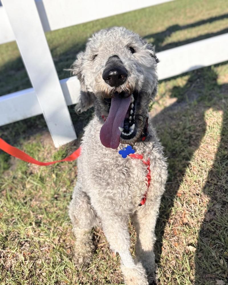 Enlarge Jimmy, a Adoptable Poodle in Orlando, FL image 5/6