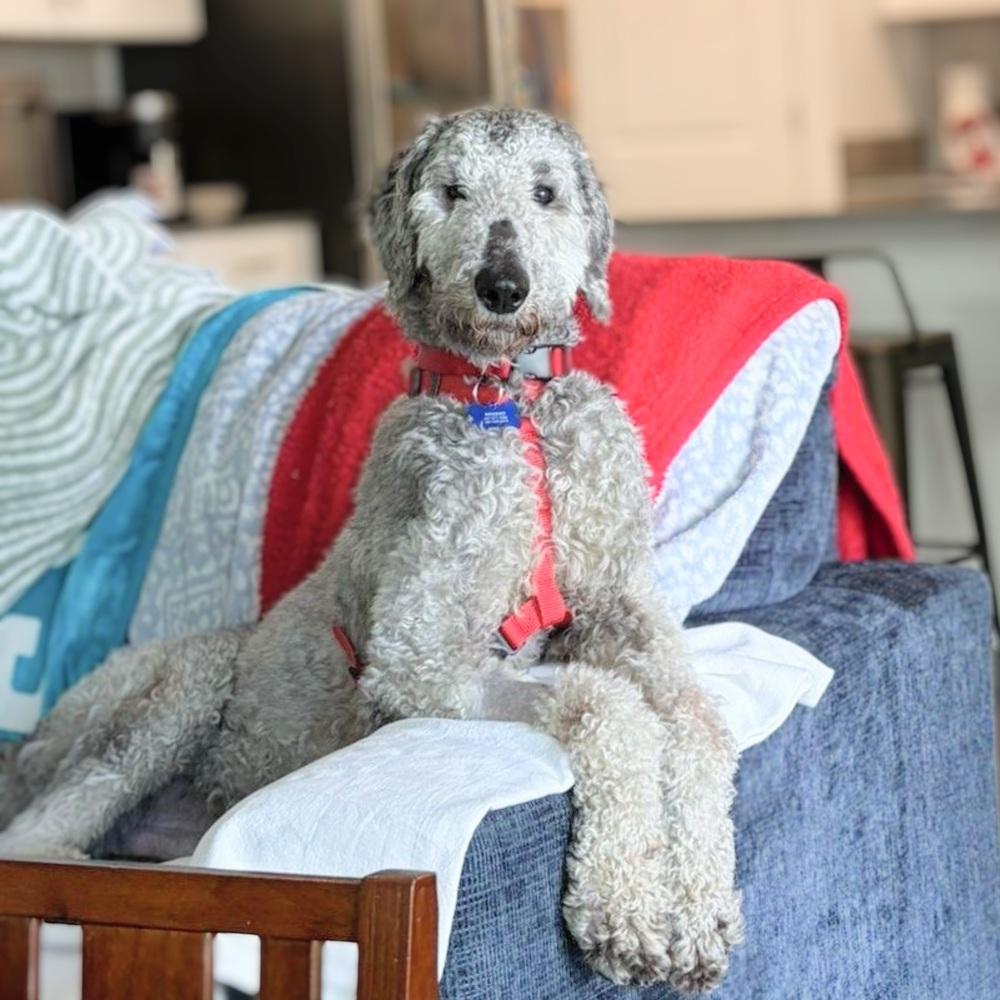 Enlarge Jimmy, a Adoptable Poodle in Orlando, FL image 6/6