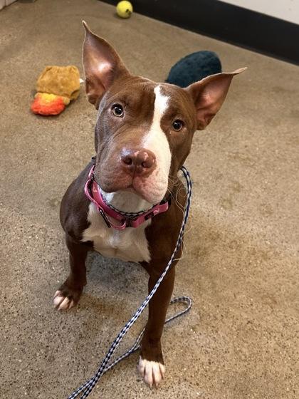 Lulu