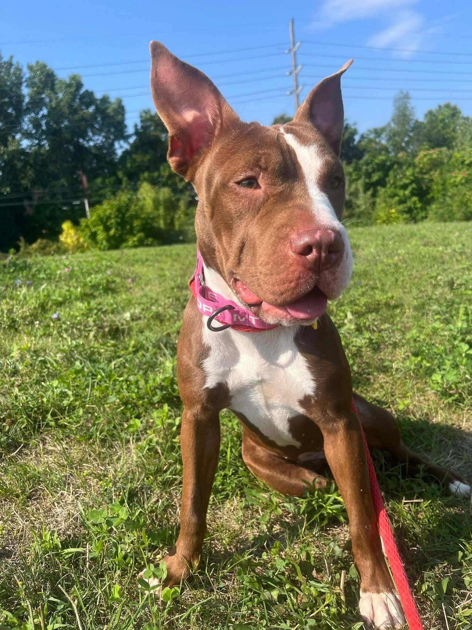 Lulu
