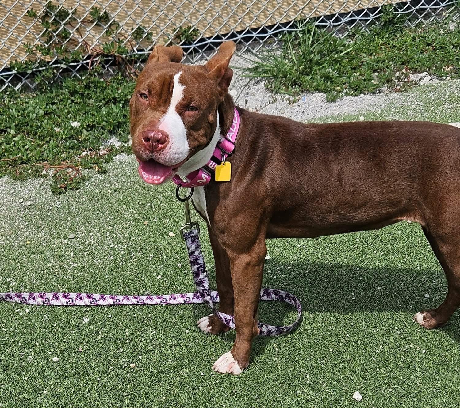 Lulu, a Adoptable mixed breed in Cleveland, OH image 5/6