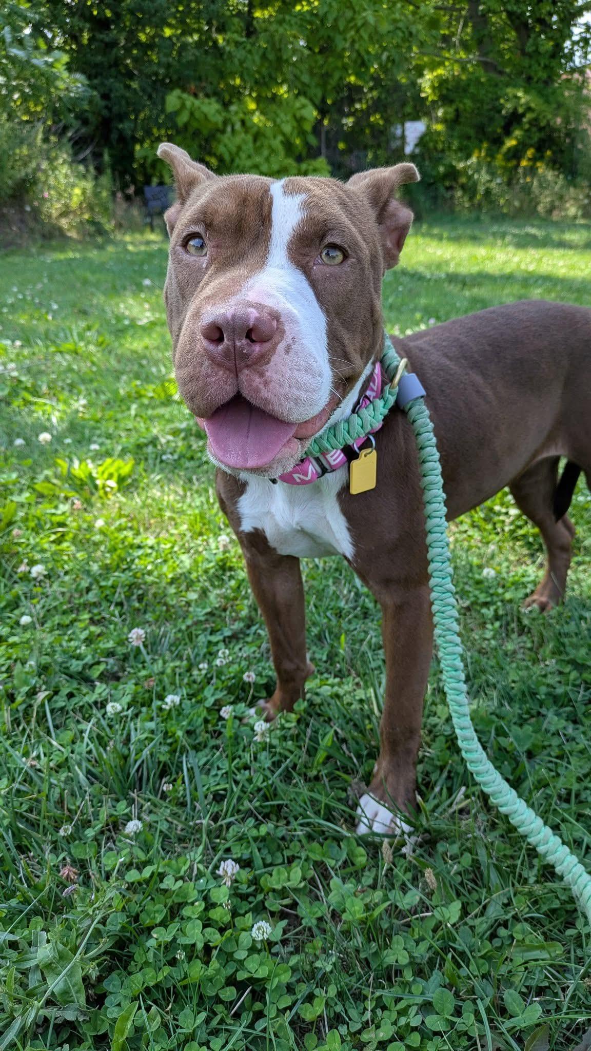 Lulu, Adoptable, Young Female Pit Bull Terrier & Shar-Pei.