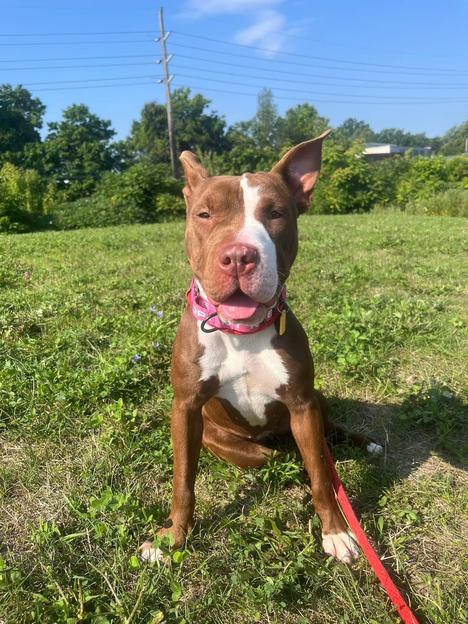 Lulu, a Adoptable mixed breed in Cleveland, OH image 4/6