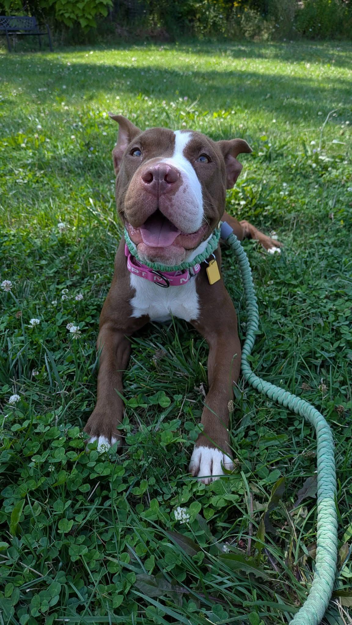 Lulu, a Adoptable mixed breed in Cleveland, OH image 6/6