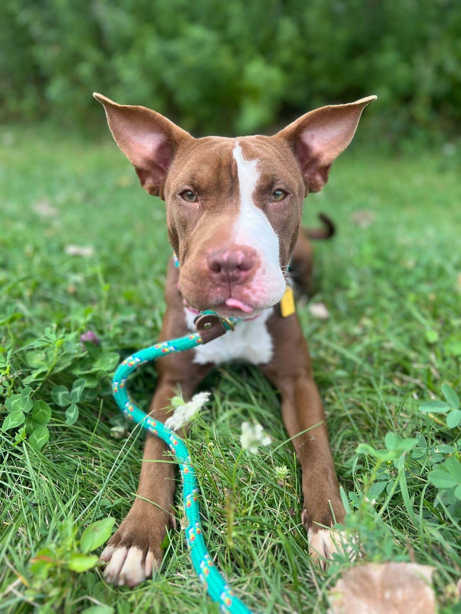 Lulu, a Adoptable mixed breed in Cleveland, OH image 2/6