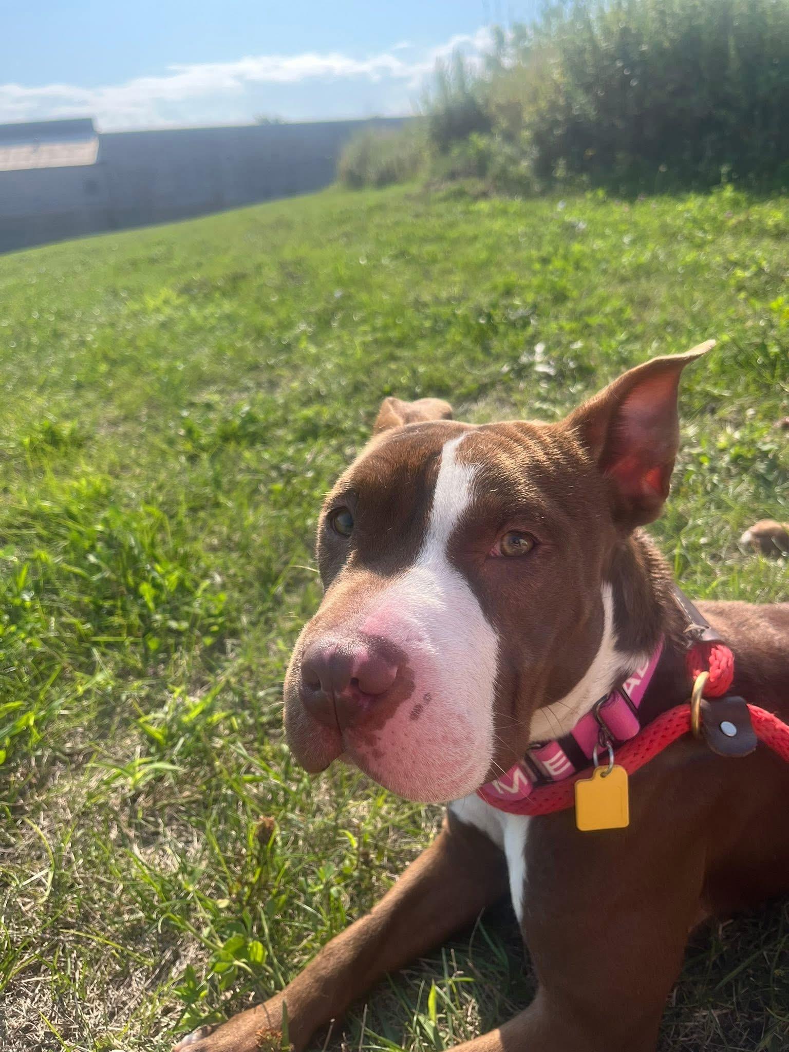 Lulu