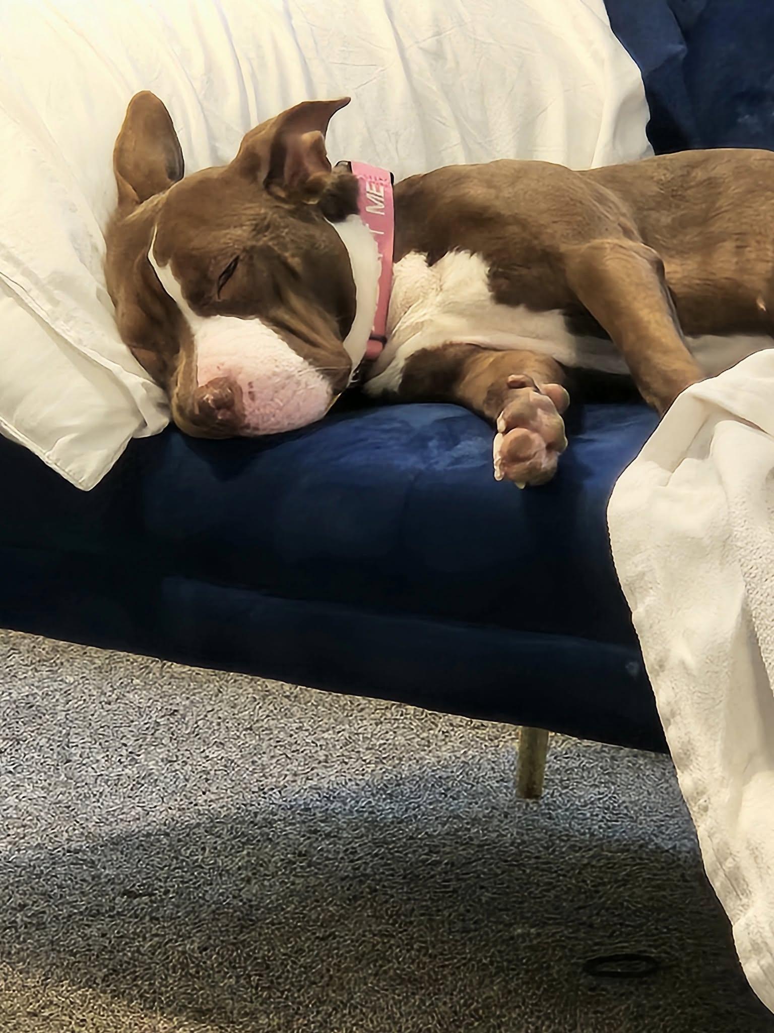 Lulu, a Adoptable mixed breed in Cleveland, OH image 3/6