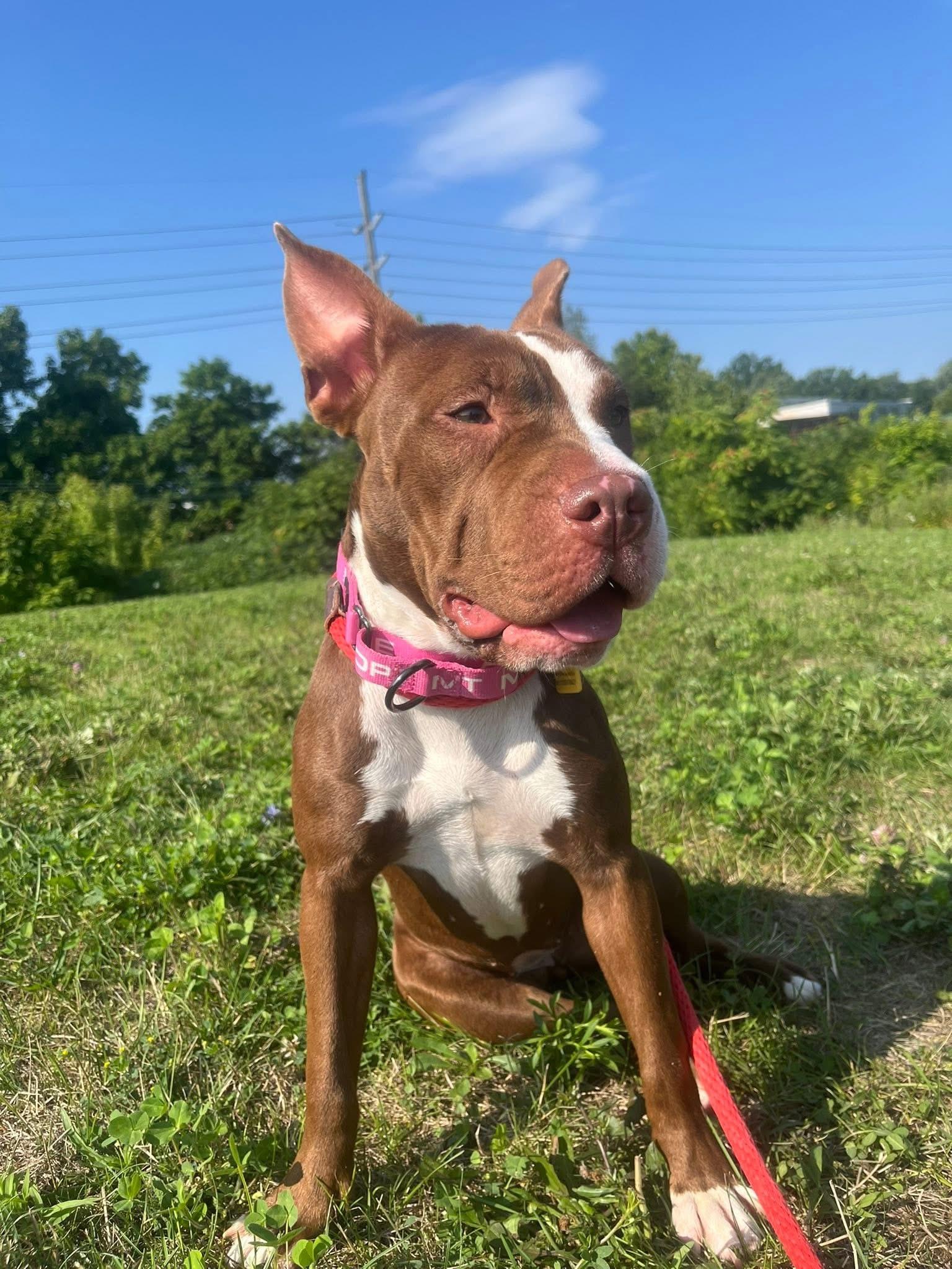Lulu
