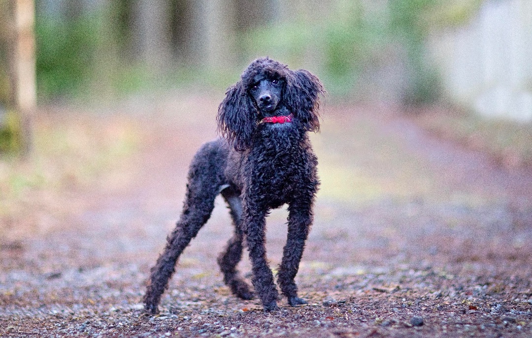 Merlot, a Adoptable Miniature Poodle in Seattle, WA image 1/6