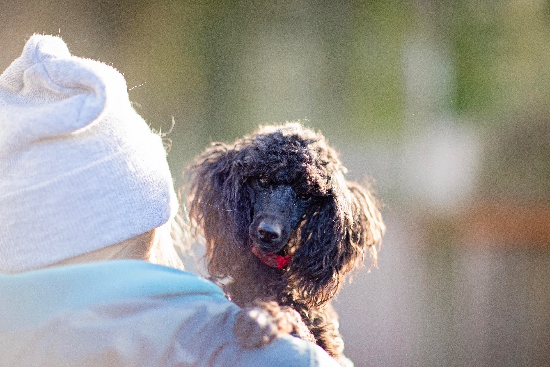 Merlot, a Adoptable Miniature Poodle in Seattle, WA image 2/6