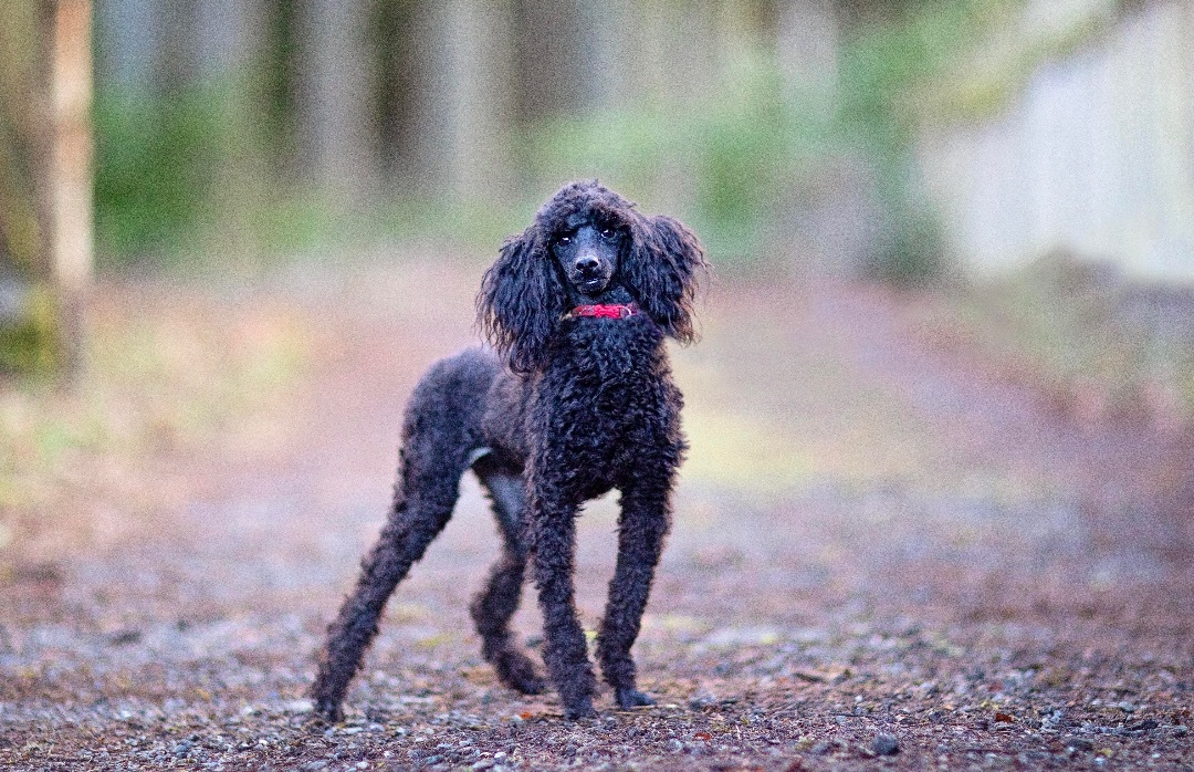Merlot, a Adoptable Miniature Poodle in Seattle, WA image 3/6