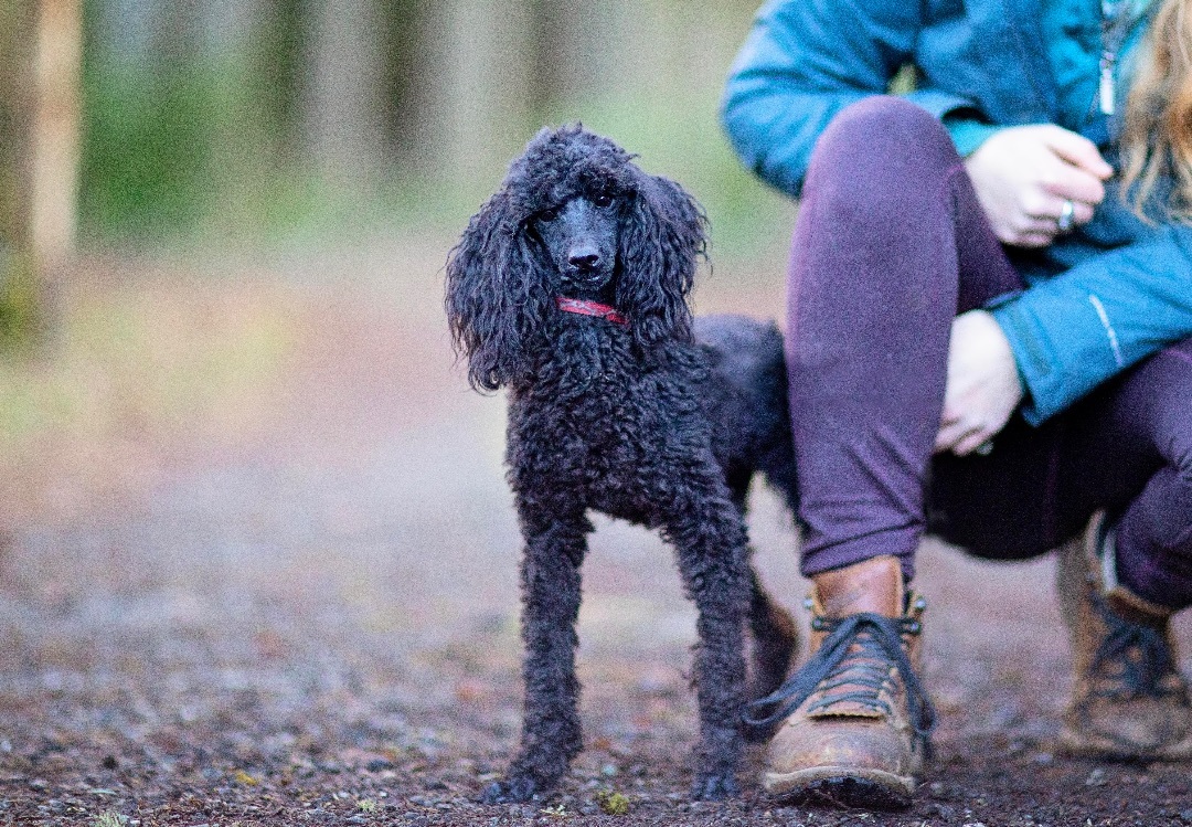 Merlot, a Adoptable Miniature Poodle in Seattle, WA image 4/6