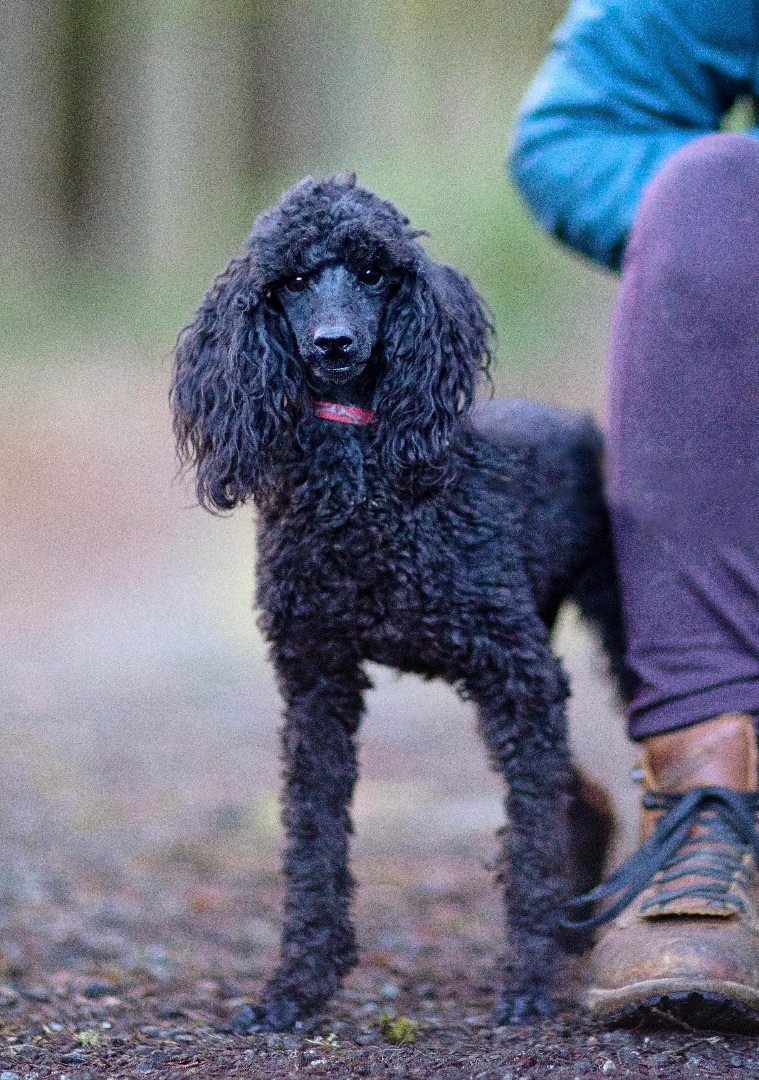 Merlot, a Adoptable Miniature Poodle in Seattle, WA image 5/6