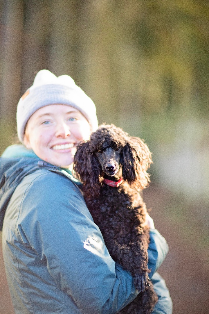 Merlot, a Adoptable Miniature Poodle in Seattle, WA image 6/6