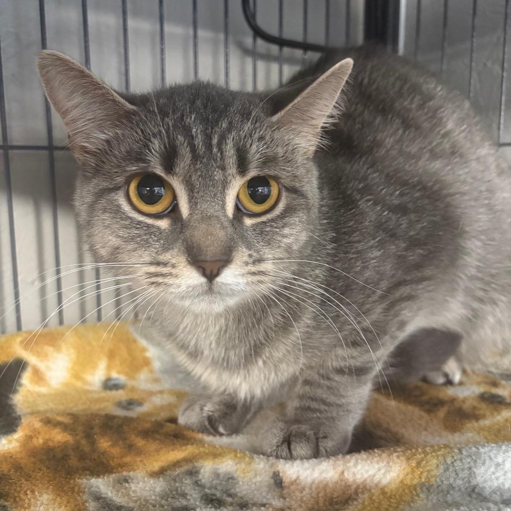 Guerrero, Adoptable, Adult Female Domestic Short Hair.