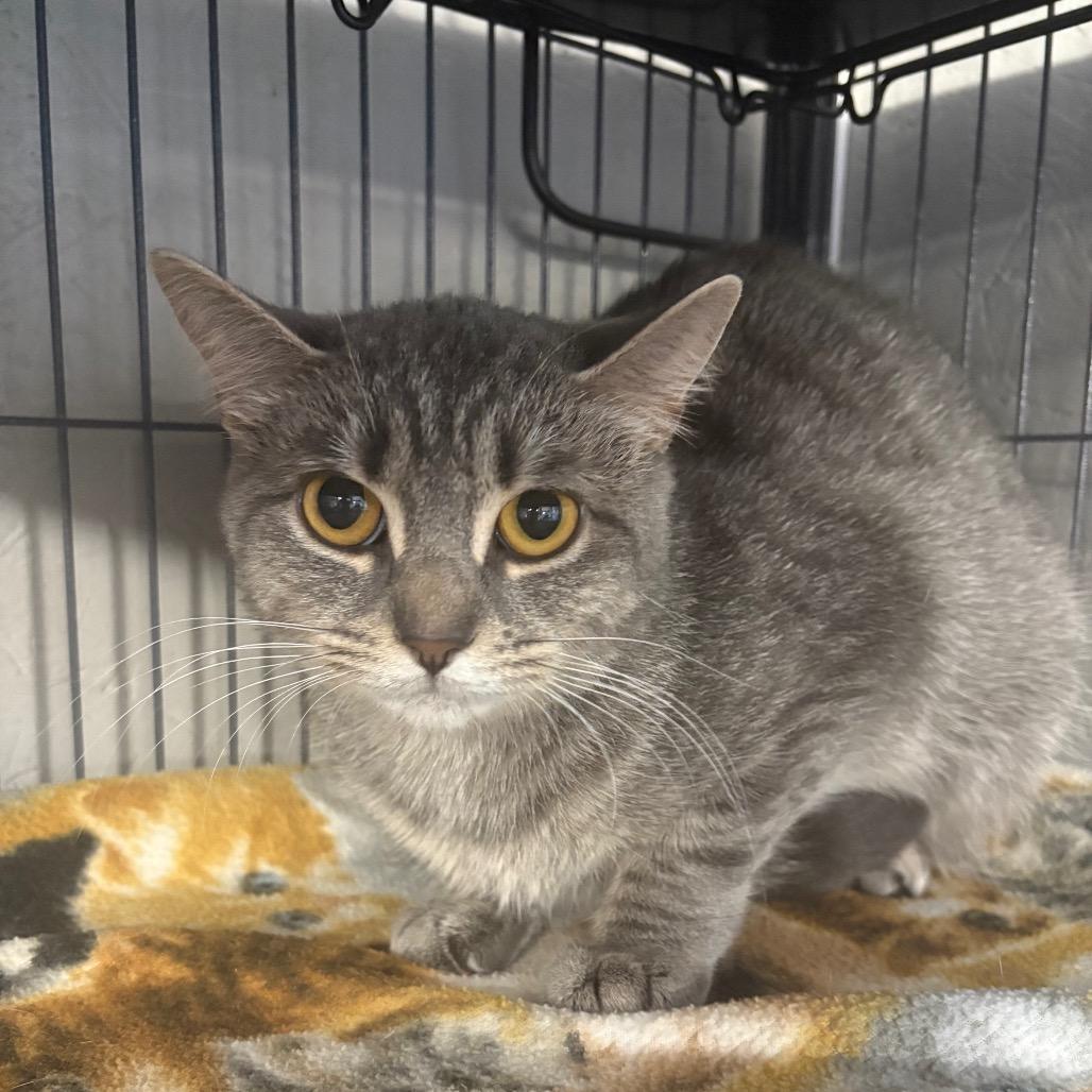 Guerrero, Adoptable, Adult Female Domestic Short Hair.