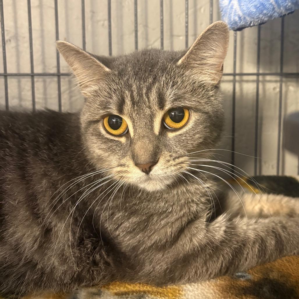 Guerrero, a Adoptable Domestic Short Hair in Puslinch, ON image 3/3