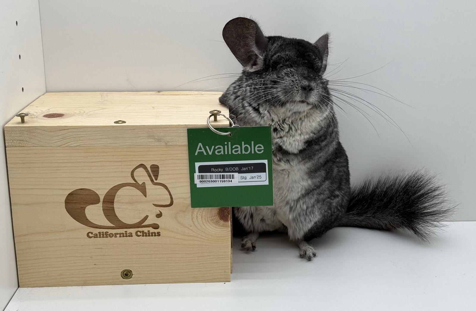 Enlarge Rocky, a Adoptable Chinchilla in Sunnyvale, CA image 1/3