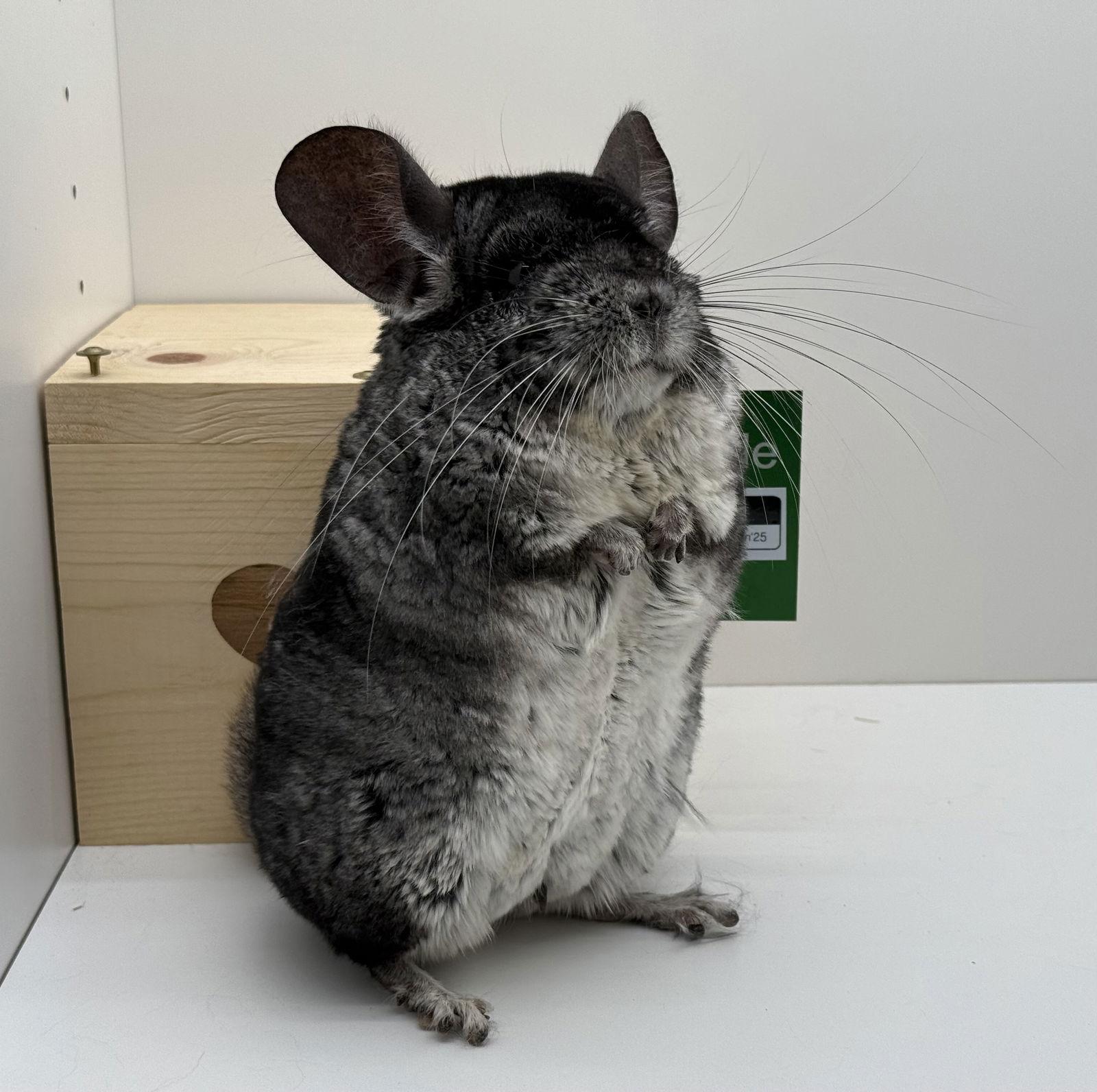 Rocky, Adoptable, Adult Male Chinchilla.