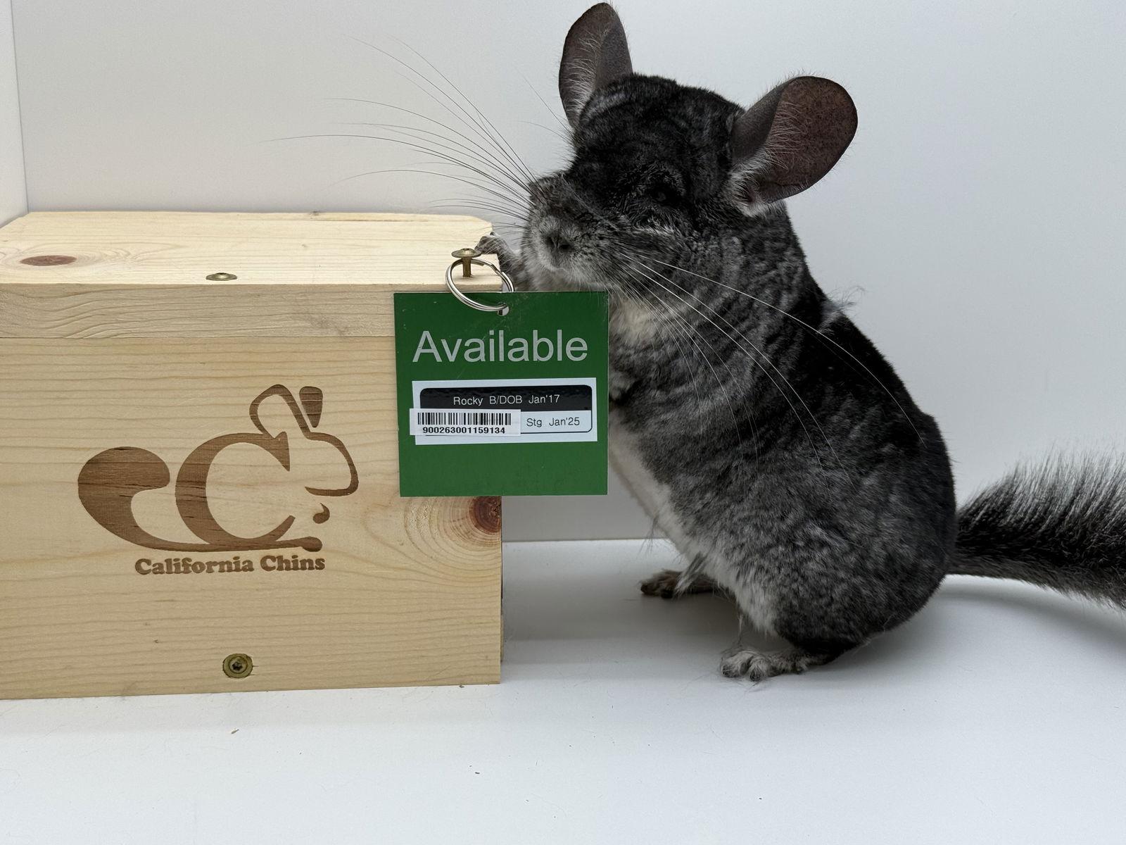 Enlarge Rocky, a Adoptable Chinchilla in Sunnyvale, CA image 3/3